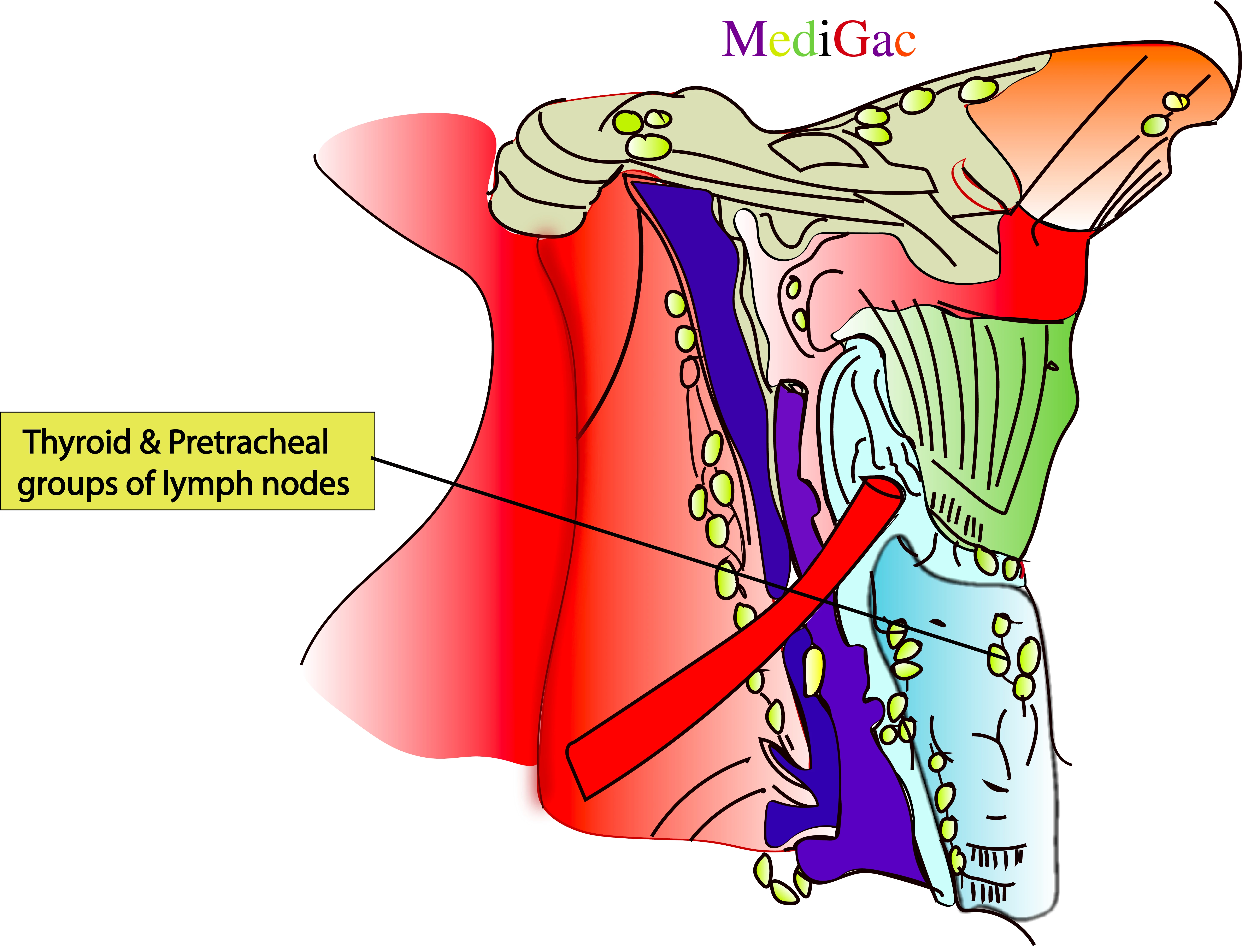 Thyroid and pre tracheal lymph nodes